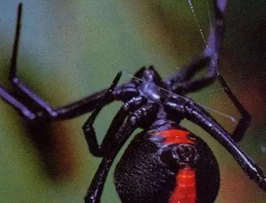 这工作月薪10万元:人们不敢干（图文）