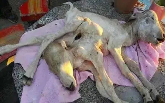 母牛生下奇异小牛 2个头6条腿（图）