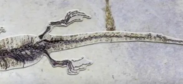 一亿年蜥蜴吃麻小是怎么回事 一亿年蜥蜴吃麻小是什么样子的