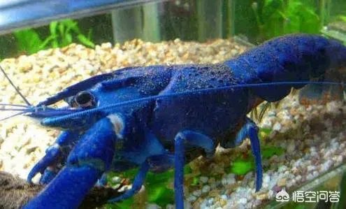 有多少人见过蓝色龙虾？