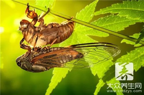 爬叉有什么营养