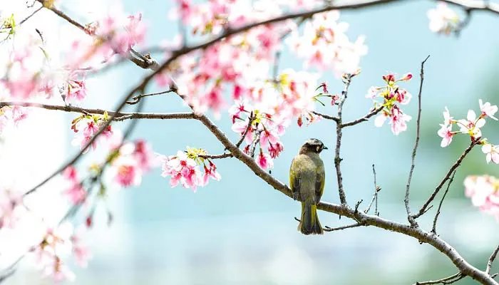 益鸟有哪些 益鸟有哪几种
