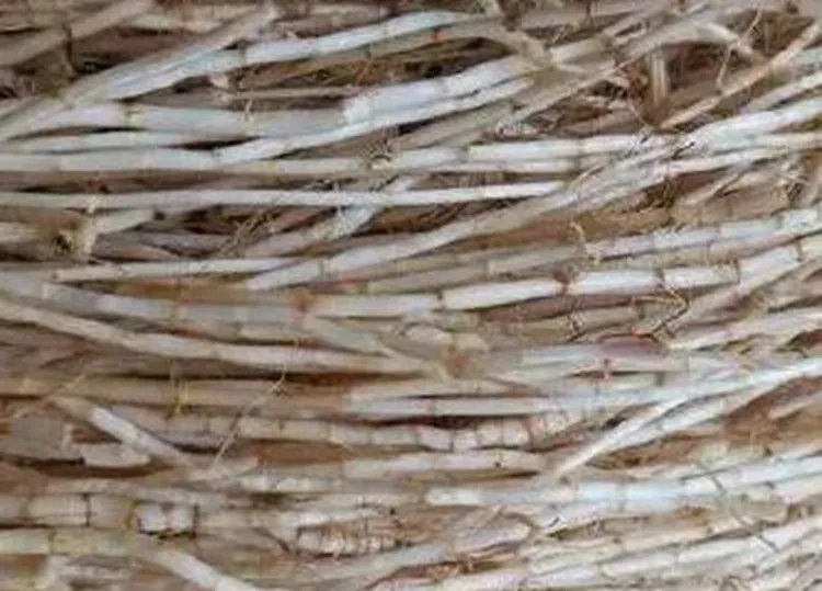 白茅根的功效与作用