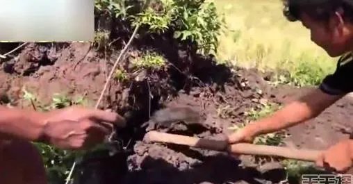 男子野外挖田鼠 挖出的东西吓一跳（组图）