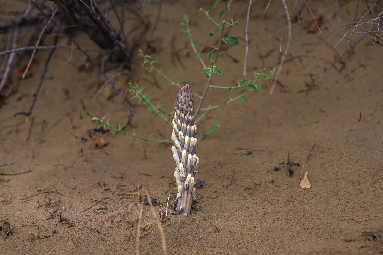 肉苁蓉图片大全