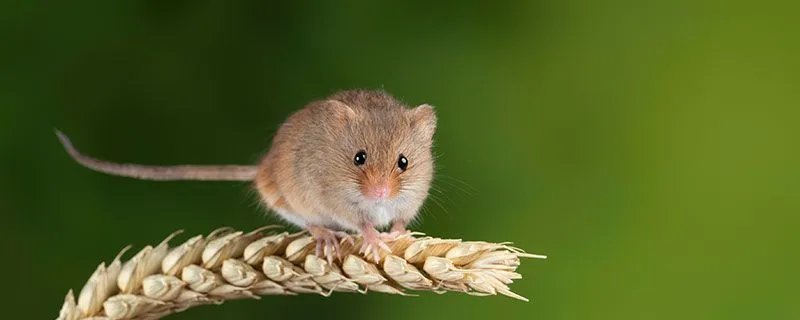 12生肖排行顺序 十二生肖的生肖排名