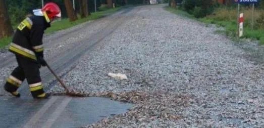 下暴雨时落下一路的鱼 村民都看傻了!(组图)