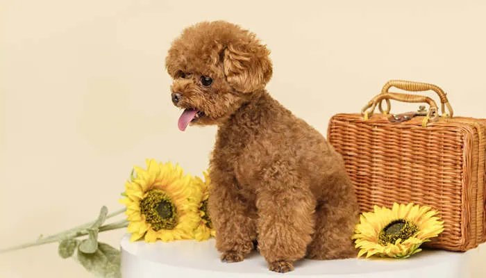 巨贵犬好养吗 养巨贵犬注意事项