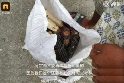 价值千万科研玉米被偷摘是是怎么回事？什么玉米价值这么高