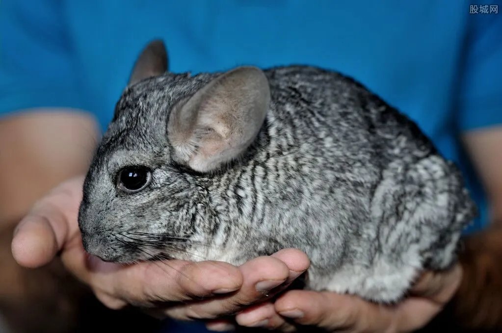 狐狸被养成怪物 这样的皮草大衣你还忍心买吗