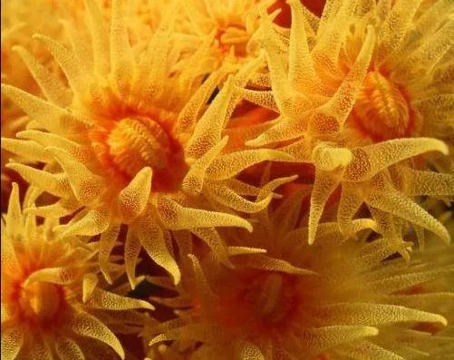 地球一共灭亡了几次(已经历5次生物大灭绝)