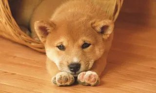 准研究生虐狗事件狗主人发声