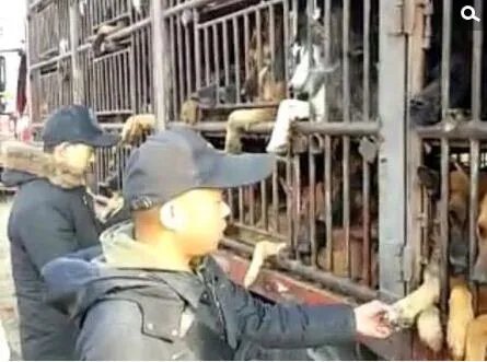 高速上拦截运狗车被撞 寻狗志愿者3人受伤