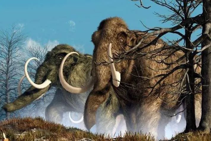 猛犸象