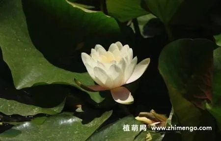 17张睡莲（子午莲）图片