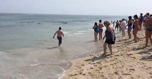 冲浪者遇鲨鱼逃生了吗？