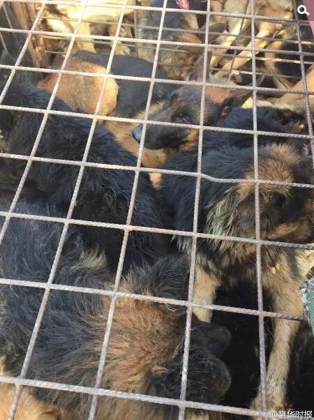 高速上拦截运狗车被撞 寻狗志愿者3人受伤