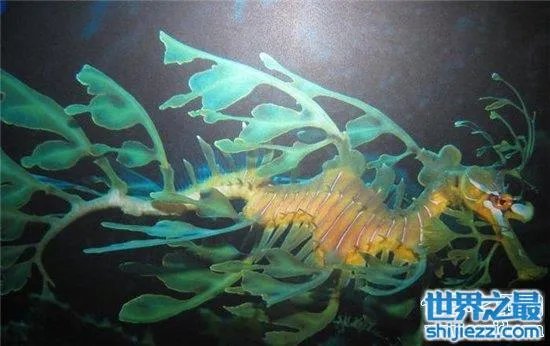 叶海龙鱼外形奇特，能够随意自由变换颜色 