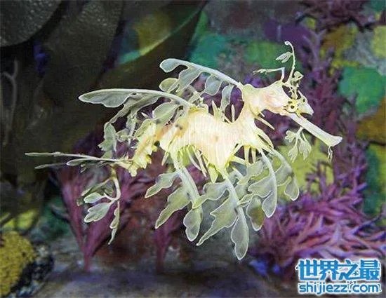 叶海龙鱼外形奇特，能够随意自由变换颜色 