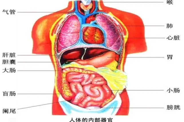 人体器官部位图示