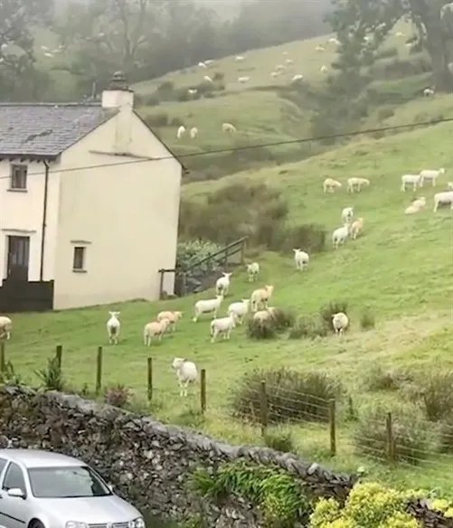 羊群站在山坡一动不动如画面静止 网友：走进科学能能拍十集