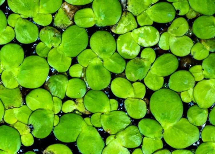 浮萍的功效与作用