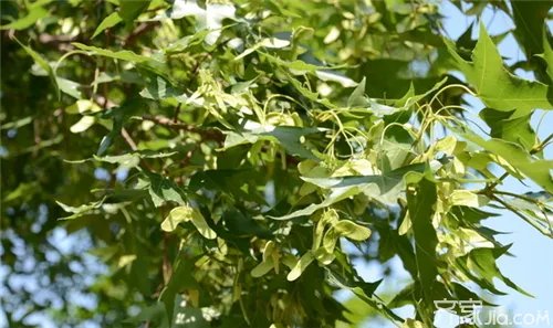 什么是元宝枫 元宝枫有什么功效