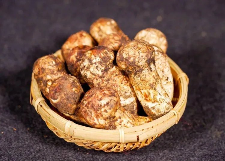 松茸的功效与作用