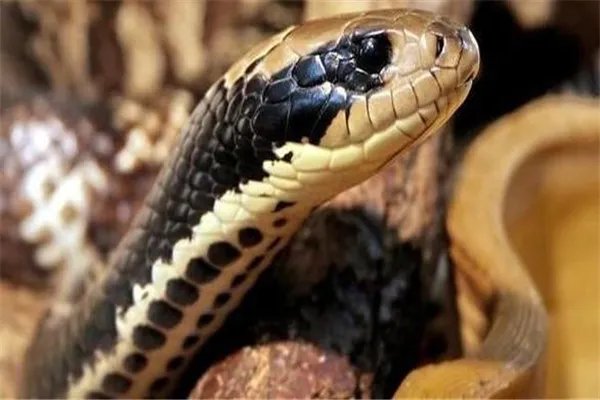 兴义蛇吃人是真的吗 传说贵州兴义出现巨蟒吃掉小女孩