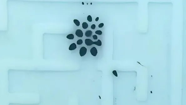 苏州大学开发出液体机器人，这具有哪些重大意义？