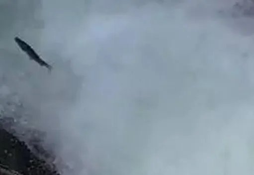 景区上演鱼跃龙门,大自然为何总能给人类惊喜?