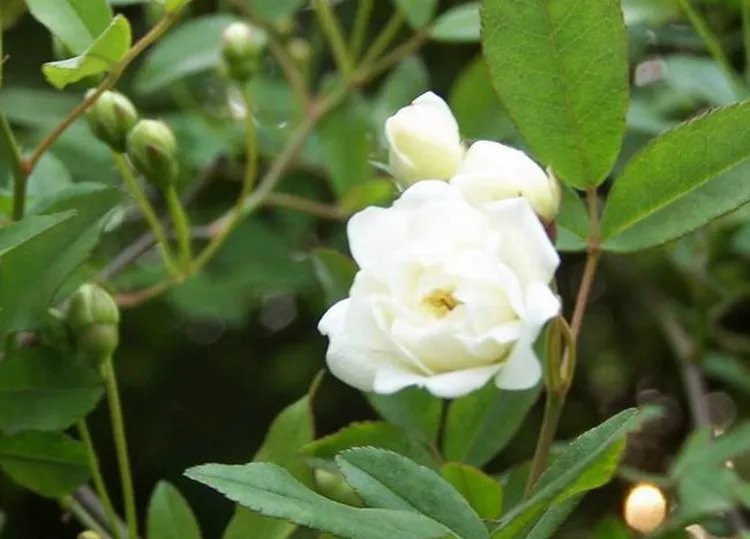 木香的功效与作用