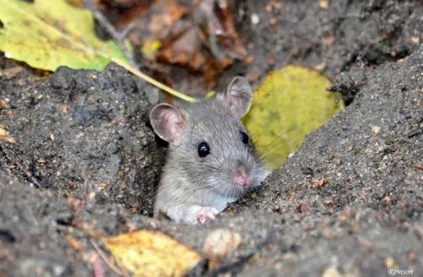 专业灭鼠公司有哪些啊