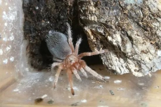 智利火玫瑰蜘蛛踢毛是怎么样的,踢毛厉害的注意事项