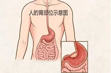 人的胃在哪个部位示意图