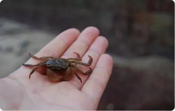 小伙被螃蟹夹手反咬一口，结果患肺吸虫病，为何会出现如此严重后果？