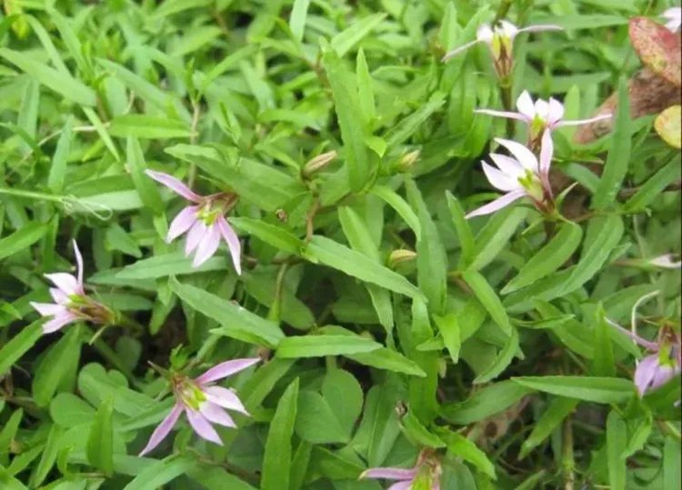 半边莲的功效与作用