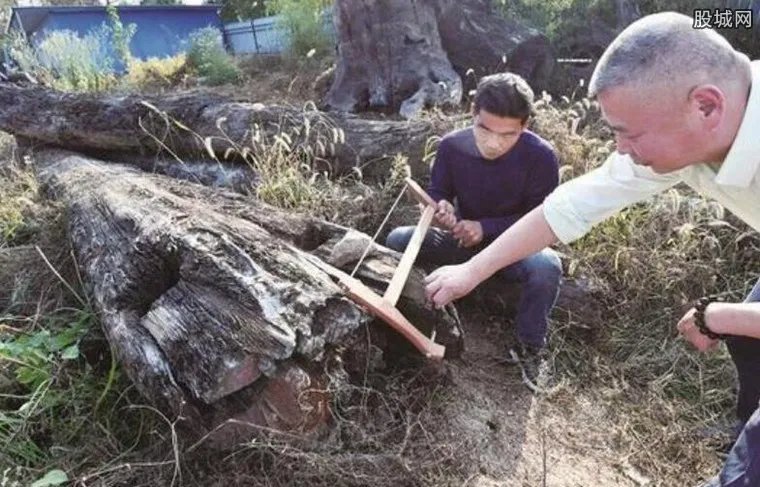 男子发现明代沉木 沉木十分名贵价值2000万