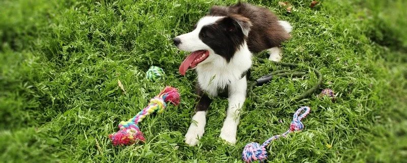 94年属相是属什么的 94年出生的属什么属相