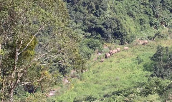 云南宁洱出现24头野生亚洲象 野生象监测数据来自宁洱