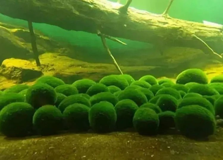 小球藻的功效与作用