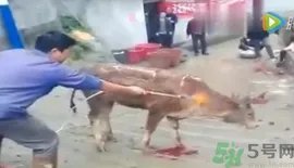 火烤活牛是什么习俗？火烤活牛是真的吗？