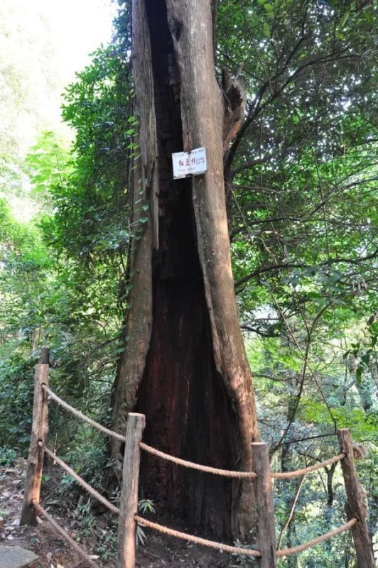 能砍红豆杉做炊具呀？
