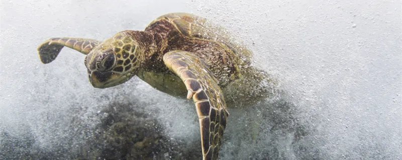 巴西龟最大能长多大 巴西龟最大能长多少厘米