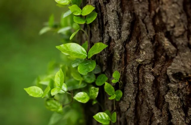 甲子年是哪一年 甲子年多少年轮回一次