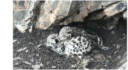 青海首次发现雪豹是怎么回事？