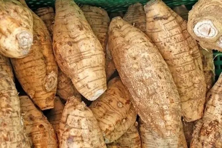 葛根图片大全大图