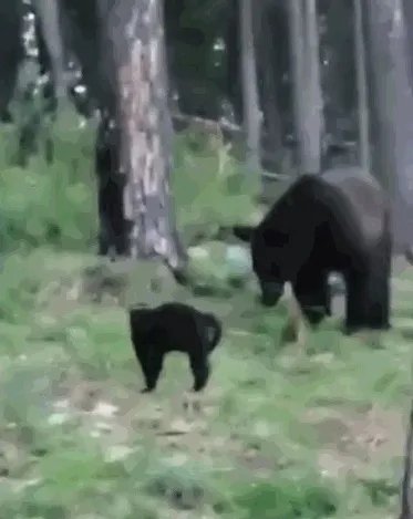俄罗斯一黑猫逼退棕熊 网友：是不是罗小黑？
