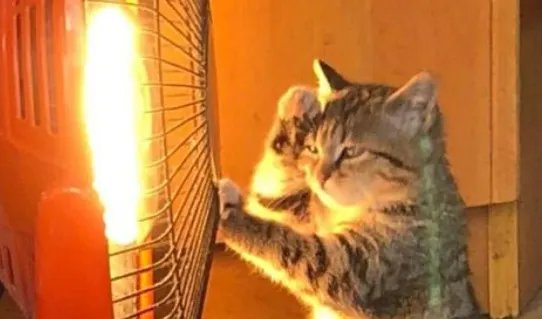 狗狗靠着电暖气取暖毛被烤焦,猫狗冬天为何都爱烤火?