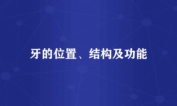 牙的位置、结构及功能